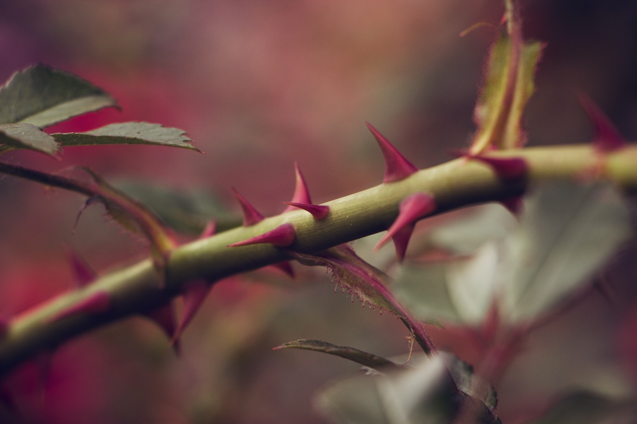 Seni Yatağından Kaldıracak Bir Davan Yoksa Yat Kardeşim